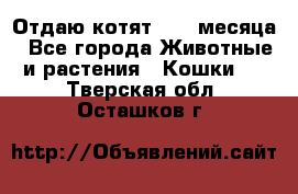 Отдаю котят. 1,5 месяца - Все города Животные и растения » Кошки   . Тверская обл.,Осташков г.